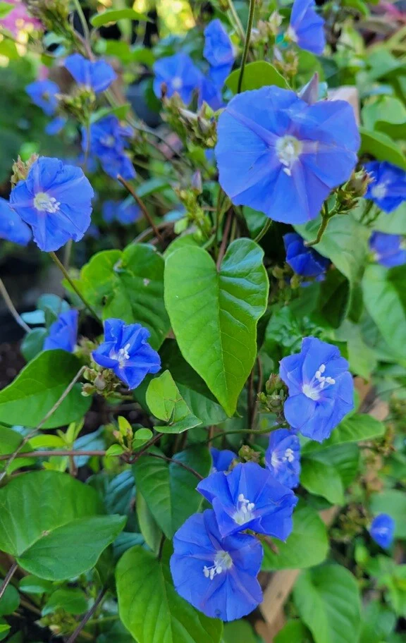 Florida Nursery Mart weekly specials