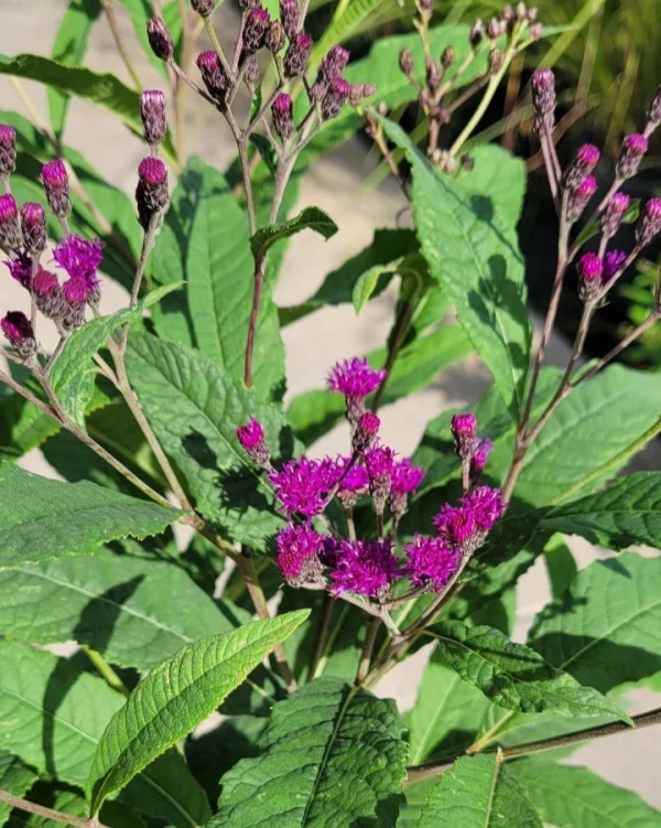Florida Nursery Mart weekly specials