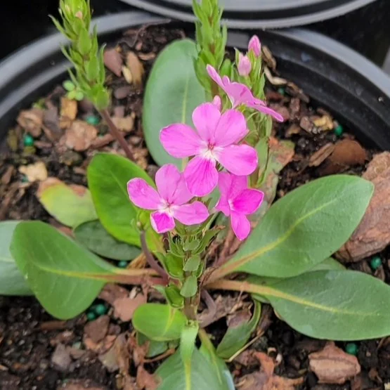 Florida Nursery Mart weekly specials