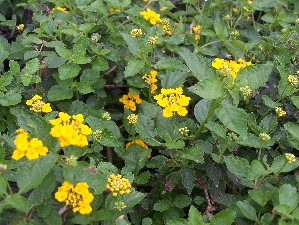 Gold Lantana (Lantana camara)