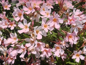 Dwarf Oleander (Nerium oleander 'Petite Pink')
