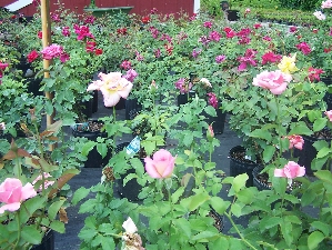 Rose Bushes (Rosa)