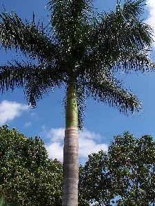 Royal Palm (Roystonea regia)