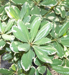 Variegated Pittosporum (Pittosporum tobira 'Variegata')