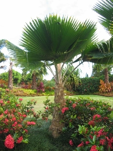 Fiji Fan Palm (Pritchardia pacifica)