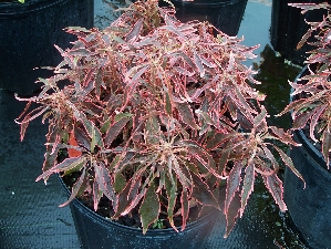 Firestorm Copperleaf (Acalypha godseffiana 'Firestorm')