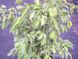Variegated Ficus (Ficus benjamina 'Variegata')