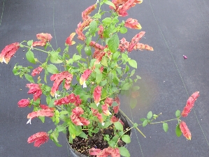 Red Shrimp Plant (Justicia brandegeana)
