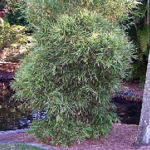 Dwarf Variegated Taiwan Bamboo (Bambusa glaucophylla)