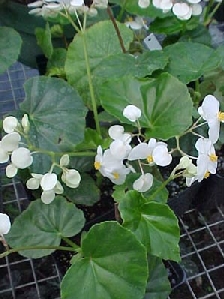 Begonia, Odorata