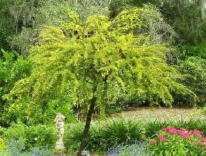 Desert Cassia (Senna polyphylla)