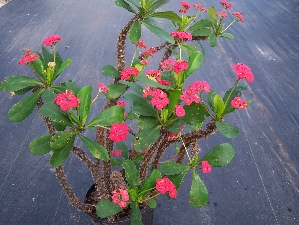 Crown of Thorn