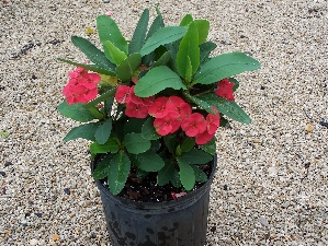Thai Crown of Thorn (Euphorbia x lomi)