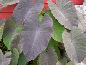 Black Magic Colocasia (Colocasia esculenta 'Black Magic')