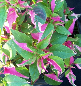Party Time (Alternanthera ficoidea)