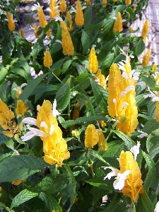 Golden Shrimp Plant (Pachystachys lutea)