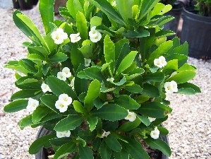 White Dwarf Crown of Thorn