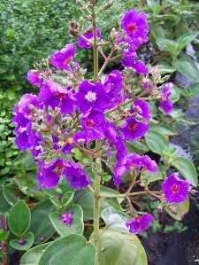 Giant Tibouchina (Tibouchina grandifolia)
