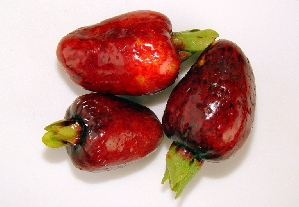 Cherry of the Rio Grande (Eugenia aggregata)