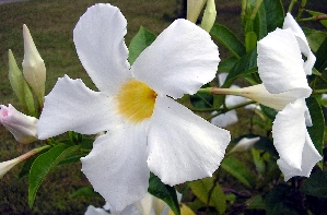 White Mandevilla (Mandevilla boliviensis)