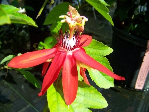 Passion Flower, Red