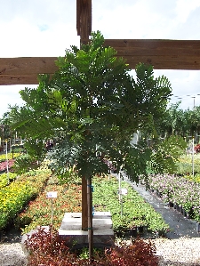 Japanese Fern Tree (Filicium decipiens)