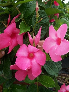 Pink Mandevilla