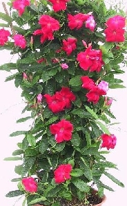 Red Mandevilla