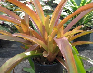 Golden Bromeliad (Aechmea blanchetiana 'Raspberry')