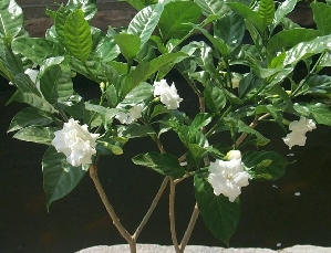 Jasmine Tree, Double Crape