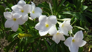 Plumeria, Dwarf White