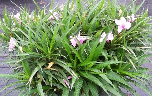 Dwarf Ruellia (Ruellia brittoniana 'Compacta Katie')