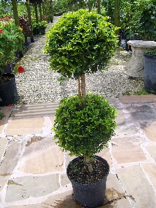 2-Ball Topiary (Syzygium paniculatum 'Globulus')