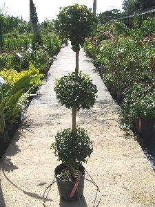 3-Ball Topiary (Syzygium paniculatum 'Globulus')