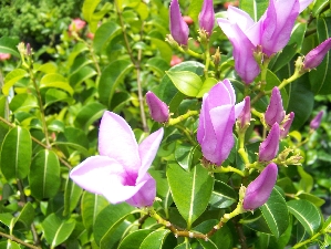 Purple Allamanda (Cryptostegia grandiflora)