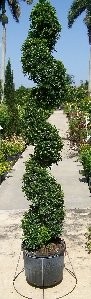 Spiral Topiary (Syzygium paniculatum 'Globulus')