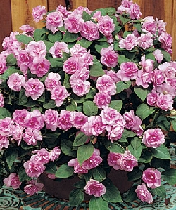 Double Impatien (Impatiens walleriana)
