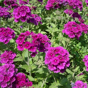 Verbena