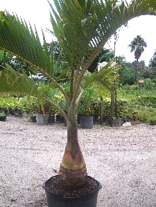Bottle Palm
