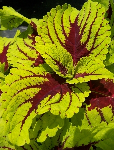 Kong Coleus (Solenostemon scutellarioides)