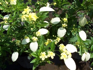 Dwarf Yellow Mussaenda (Mussaenda incana)