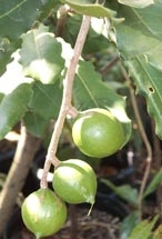 Macadamia Nut (Macadamia integrifolia)