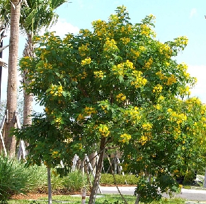 Glaucous Cassia (Senna surratensis)