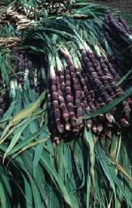 Sugar Cane (Saccharum officinarum)