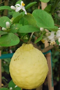 Lemon, Ponderosa