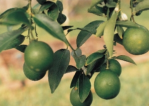 Lime, Persian