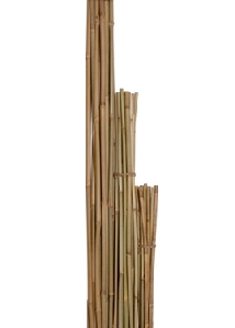Bamboo Stakes, 6ft