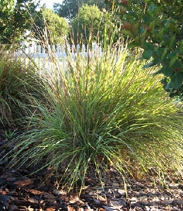 Fakahatchee Grass, Dwarf