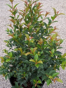Eugenia Compacta (Syzgium paniculatum)