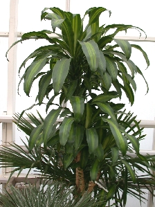 Corn Plant (Dracaena fragans 'Massangeana')